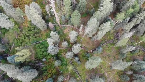 Vue Aérienne Vers Avant Haut Vers Bas Des Pins Lit — Video