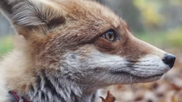 Red Fox Head Side Extreme Closeup Muzzle Nose Eye Static — Stock Video