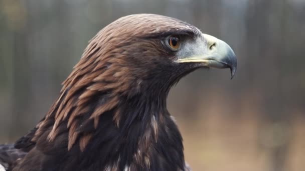 Golden Eagle Pää Nokka Silmien Lähikuva Metsä Taustalla Staattinen Sivunäkymä — kuvapankkivideo