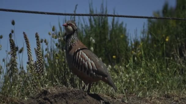Red Legged Partridge Scanning Area Breeze Gently Blows Grass Slow — Stock Video