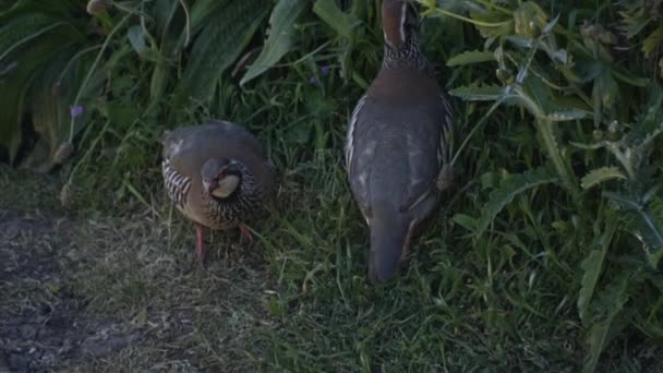 Par Perdizes Pernas Vermelhas Perto Pico Aerio Madeira Portugal — Vídeo de Stock