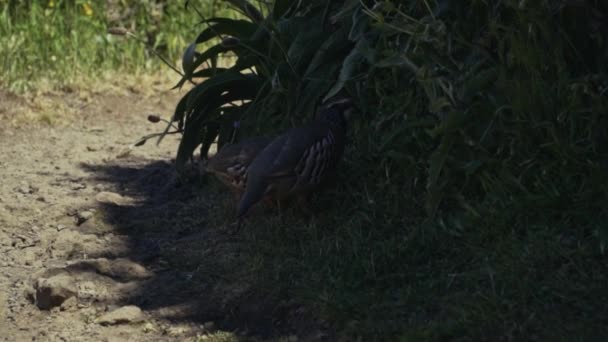 Perdizes Pernas Vermelhas Procura Comida Perto Pico Aerio Madeira Portugal — Vídeo de Stock