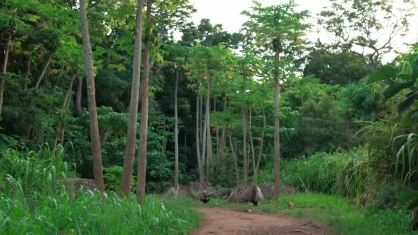 Static Wide Shot Chicken Grazing Outdoors Papaya Trees Hawaii — Stock Video