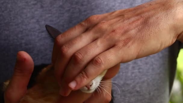 침팬지 고양이로 알려진 구조된 고양이 고양이를 가까이 애정어린 동물을 — 비디오