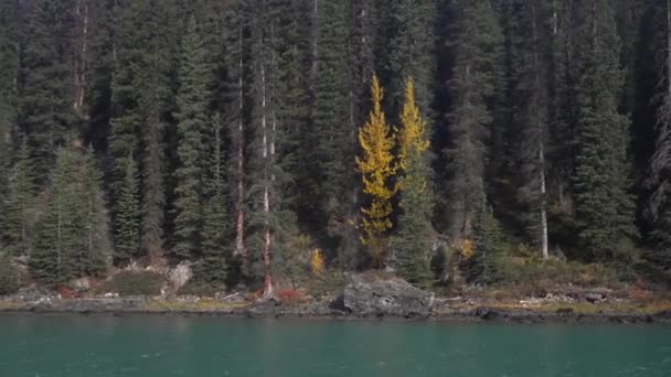 Scenic Coast Maligne Lake Jasper National Park Alberta Canadá Coníferas — Vídeo de Stock