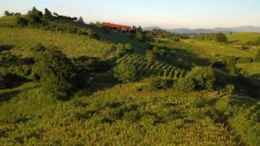Üzüm bağları ve çiftliklerin etrafındaki hava manzarası, İtalya 'da altın saat - daireler çizmek, insansız hava aracı atışı