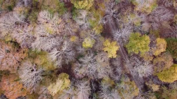 Drón Repül Tetején Erdő Őszi Színekben Légi Felülről Lefelé — Stock videók