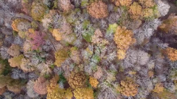 Aerial Top View Autumn Forest Green Yellow Trees Vegyes Lombhullató — Stock videók
