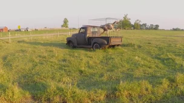 Starý Rezavý Pickup Falešným Dinosaurem Zavřeným Vzadu Kleci Poblíž Slavného — Stock video