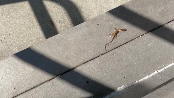 Kleine Gekko Met Een Insect Zijn Mond Die Wegrent — Stockvideo