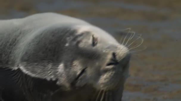 オランダのテセル島の砂浜で眠りにつくシールの静的な景色 — ストック動画