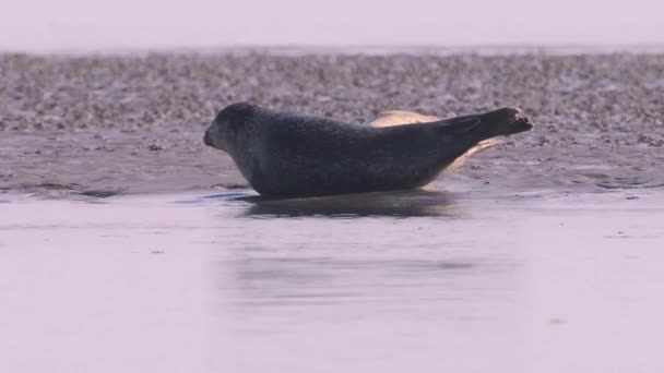 일반적 바다표범 어미는 물에서 올라오는 있습니다 동물의 — 비디오