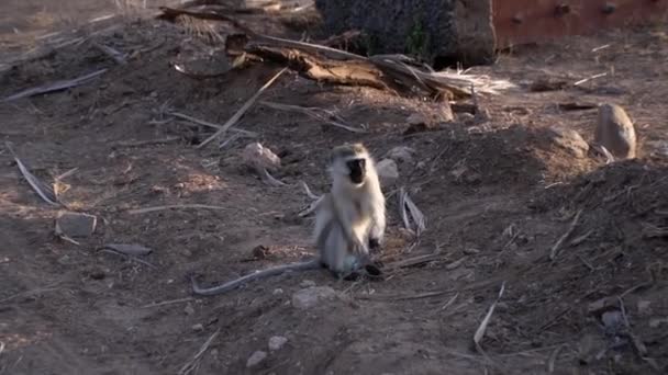 Vervet Macaco Chlorocebus Câmera Lenta — Vídeo de Stock