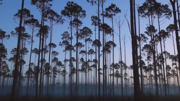Sziluett Hosszú Levelű Fenyőerdő Kora Reggeli Köd — Stock videók