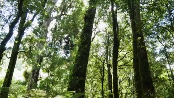 ニュージーランドのWhirinaki Pua Tne Conservation Parkの美しいパンショット 緑の植物とシダの静かな沈黙 — ストック動画