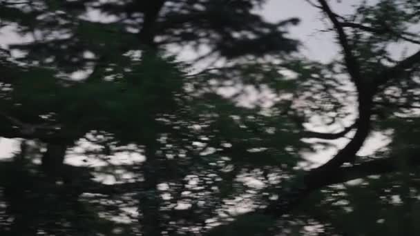 Widok Tyłu Mała Sowa Odlatująca Przez Gałęzie Drzew Strzał Tropiący — Wideo stockowe