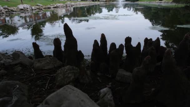 세인트 루이스의 브렌트우드 연못의 — 비디오