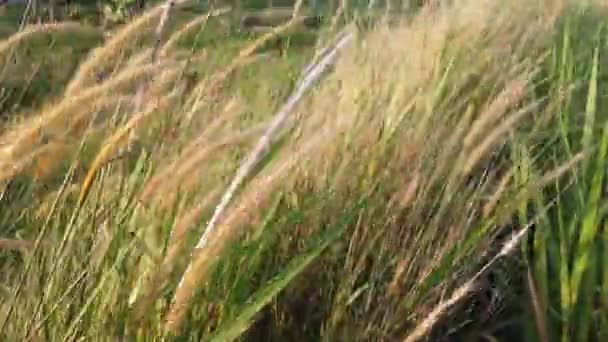 随风飘荡的草丛 — 图库视频影像