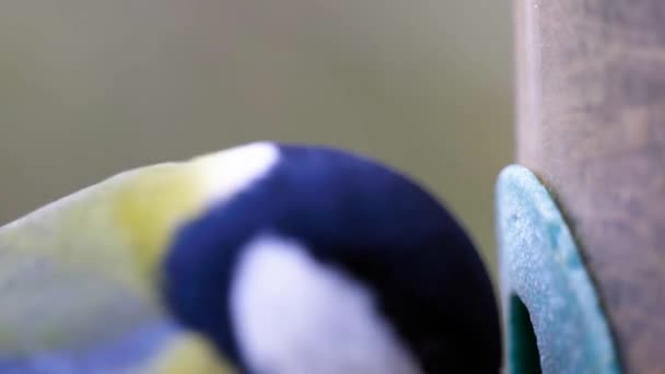 Super Slow Motion Filmische Macro Shot Van Een Vogel Vliegen — Stockvideo