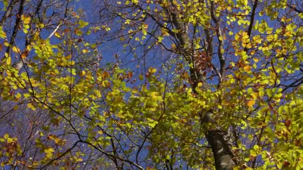 Herfst Esdoorn Bladeren Tegen Een Heldere Blauwe Lucht Lichte Wind — Stockvideo