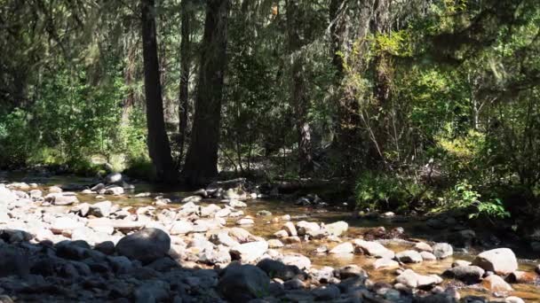 Captura Zoom Lento Arroyo Bajo Flujo Través Del Bosque Colorado — Vídeos de Stock