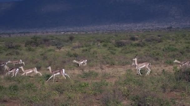 大羚羊赛跑 肯尼亚 慢动作 — 图库视频影像