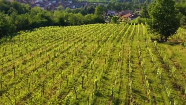 イタリアのピエモンテ州のブドウ畑のブドウ畑の周りの空中ビュー ドローンショット — ストック動画