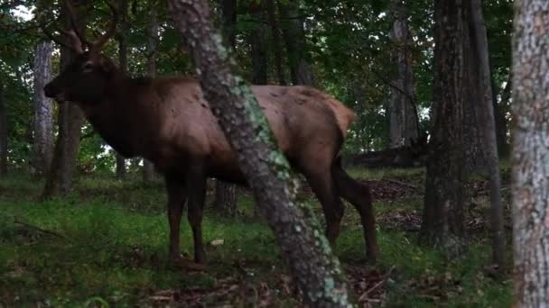 Łoś Parku Lone Elk — Wideo stockowe