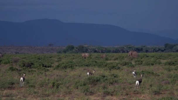 Aide Course Gazelle Kenya Ralenti — Video