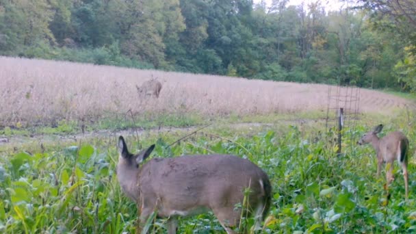 Whitetail Deer Doe Med Sina Två Tvillingar Föds Försiktigt Äta — Stockvideo