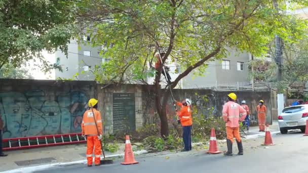 Trabalhadores Podando Uma Árvore Uma Rua Urbana Para Que Não — Vídeo de Stock
