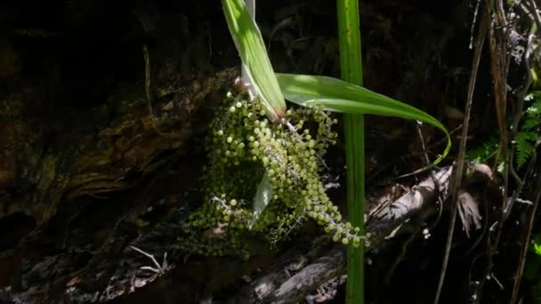 ニュージーランドの深いジャングルで成長している熱帯植物や果実のショットを閉じる — ストック動画