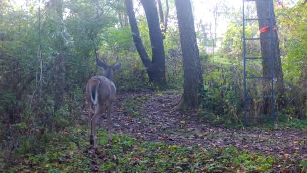 中西部の初秋に鹿のスタンドの下の森の中でクリアリングをゆっくり慎重に歩くホワイトテール鹿のスタッグ 野生生物の管理と狩猟の概念 — ストック動画