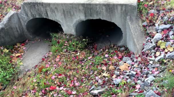 Ligeras Brisas Doblan Las Hierbas Naturales Alrededor Esta Alcantarilla Cemento — Vídeos de Stock