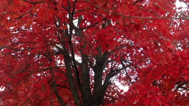 Árbol Arce Rojo Pico Color Otoño Viento Cruje Las Hojas — Vídeos de Stock