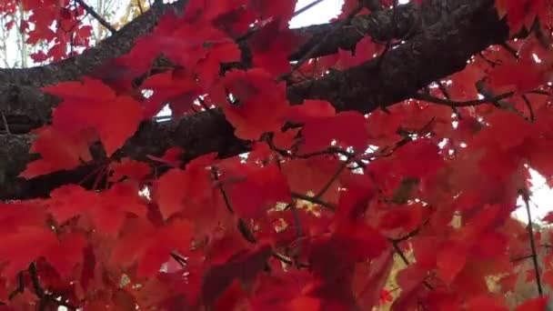 Viento Cruje Las Hojas Color Rojo Brillante Árbol Arce Altura — Vídeos de Stock