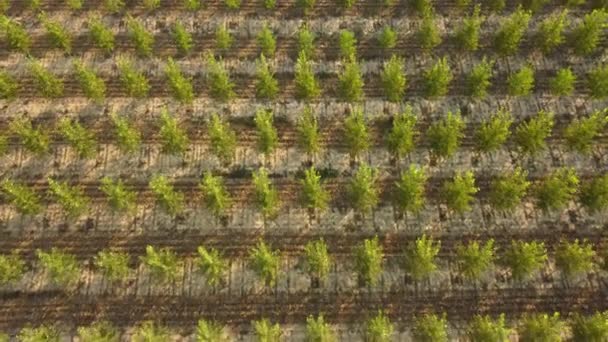 Populieren Bomen Biologische Landbouw Teelt Vanuit Lucht — Stockvideo