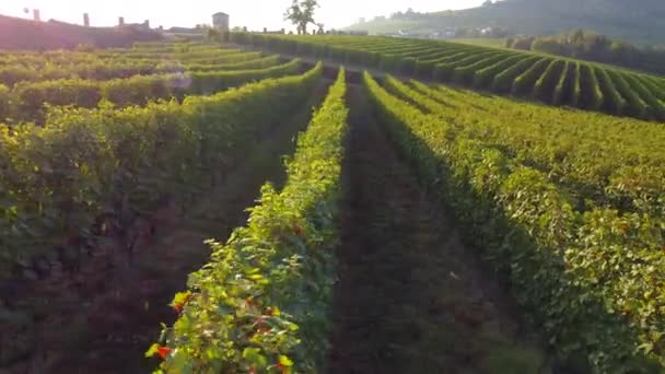 Wijngaarden Landbouwgebied Luchtfoto Bij Zonsondergang — Stockvideo