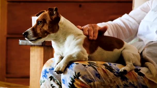 Cão Pequeno Bonito Gosta Esfregar Pescoço Bocejos Como Ele Relaxa — Vídeo de Stock