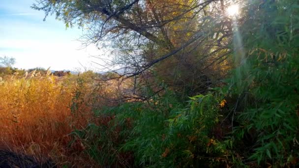 Západ Slunce Lesích Nevady Corn Creek — Stock video