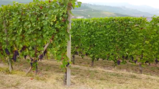 Campo Vinha Cultivo Agrícola Uvas Vinho Tinto — Vídeo de Stock
