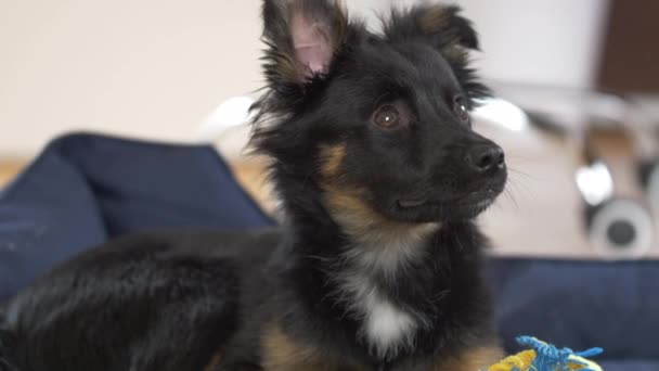 Close Tiro Cachorro Preto Sentado Sofá Azul Fundo Branco Isolado — Vídeo de Stock