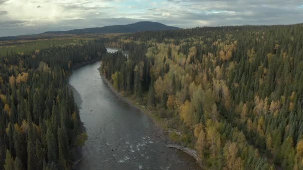 Fiume Serpenti Attraverso Verdeggiante Paesaggio Forestale Tramonto British Colombia Drone — Video Stock