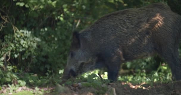 One Isolated European Wild Boar Eating Its Natural Forest Habitat — Stock Video