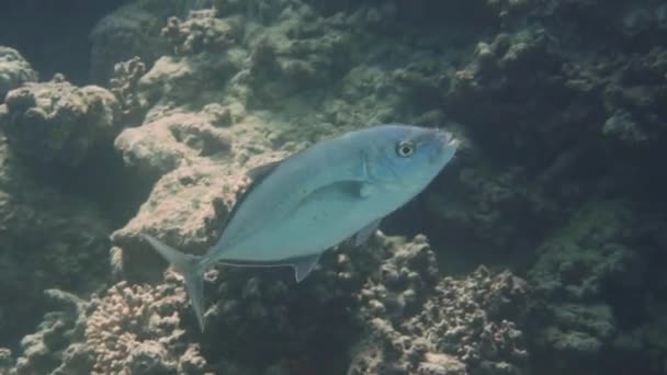 Tiro Pez Azul Nadando Por — Vídeos de Stock