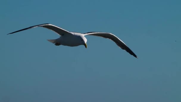 Primer Plano Una Gaviota Enfocada Deslizándose Sutilmente Con Fondo Ciudad — Vídeos de Stock