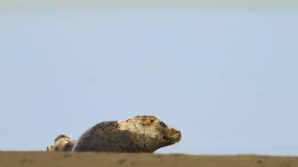 背景に青い雲が立ち並ぶ石の上には 環型のシールがかかっています Pusa Hispida Ladogensis 自然生息地のラドーガシール — ストック動画