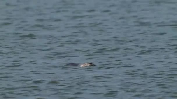 Gewone Zeehond Zeehond Die Open Zee Zwemt Begrippen Zeezoogdieren Dennenaaltjes — Stockvideo