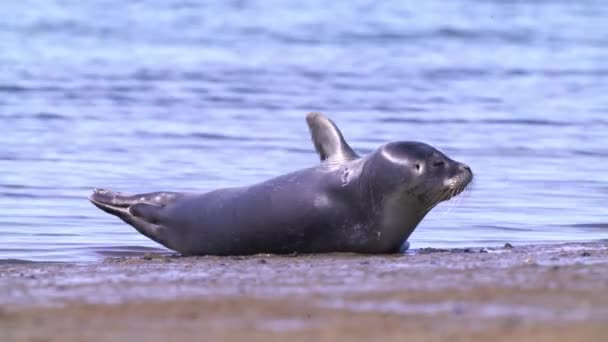 在荷兰德塞尔岛的海滩上睡觉时 靠近一条伸出左胸鳍的普通海豹或港湾海豹 — 图库视频影像