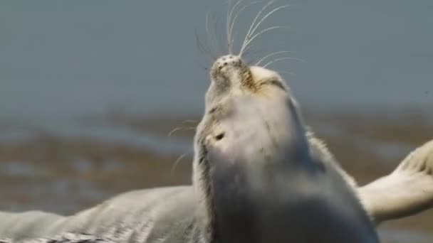 Feche Cabeça Bonito Bonito Selo Comum Abrindo Boca Para Bocejar — Vídeo de Stock